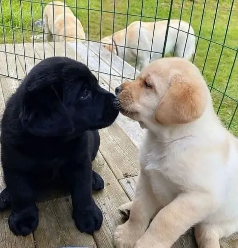 Labrador Só quer você por perto