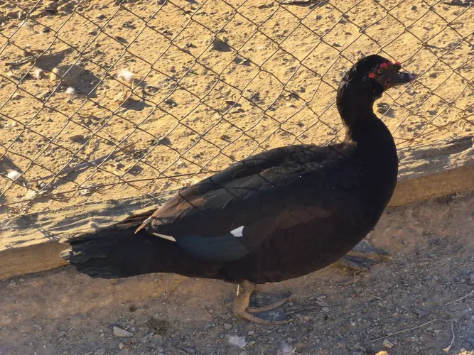 Patos negros cairina moschat