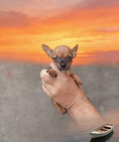 Filhotinhos de Pinscher - prontos para um novo lar