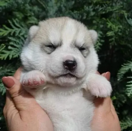 Filhotes de Husky Siberiano | Seu novo parceiro para viver grandes aventuras!