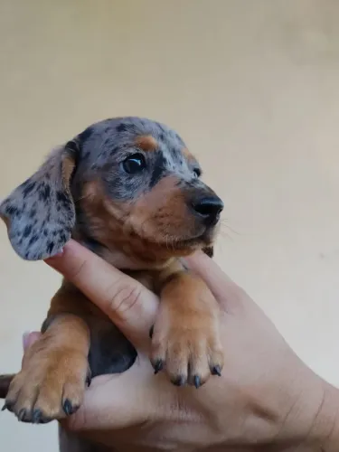 Filhote Dachshund, Cofap, Salsichinha