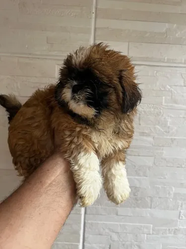 Filhote de Shihtzu