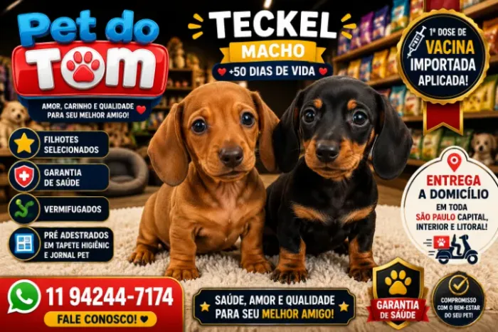 Lindos Teckel de prote pequeno, Entrega Rapida, toda SP Capital