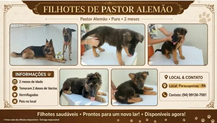 Filhotes de Pastor Alemão
