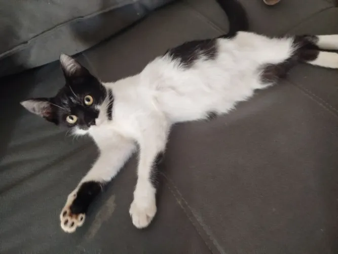 Doação filhote gata fema