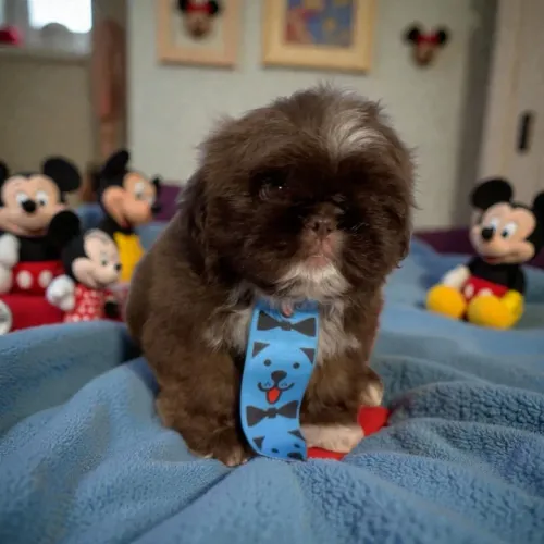 Shih Tzu filhotes lindos e saudáveis