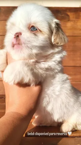 Shih tzu disponíveis