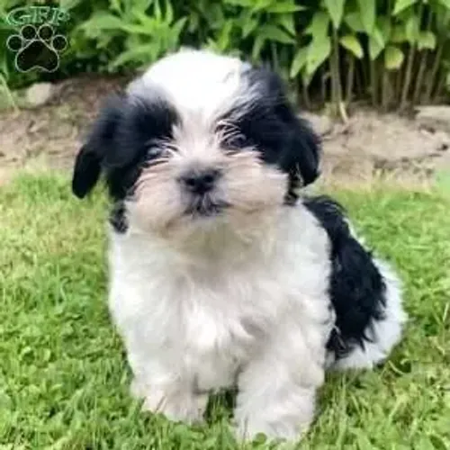 poodle x shitzu CHAMA 9975I649I entrego só paga ao receber *