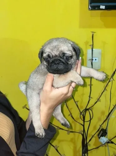 Pug,Pug Filhote Selecionado Alta Procedência