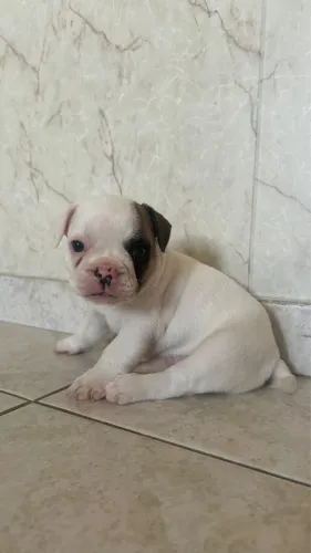FILHOTE DE BULLDOGUE FRANCÊS COM PEDIGREE