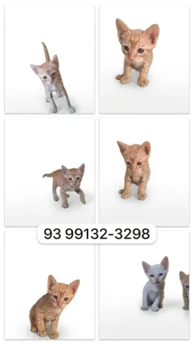 Adoção responsável 