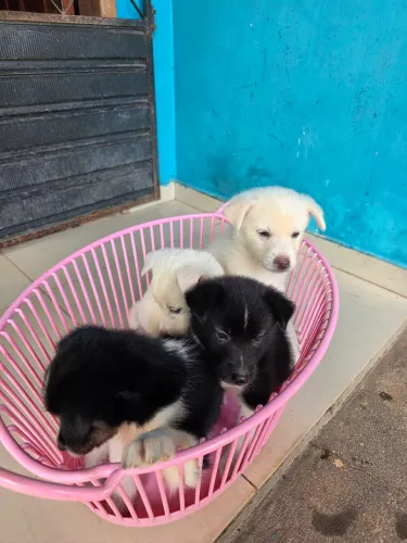 Filhotes de Husky-siberiano misturado 