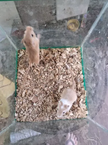 A3M- GERBIL , esquilo da Mongólia ( leia a descrição do anúncio)