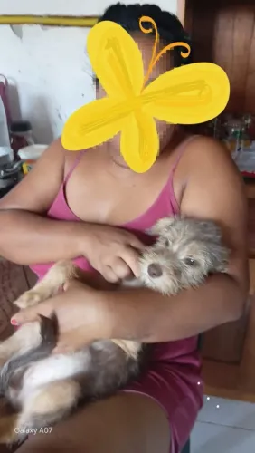 Doação de cachorro  filhotes
