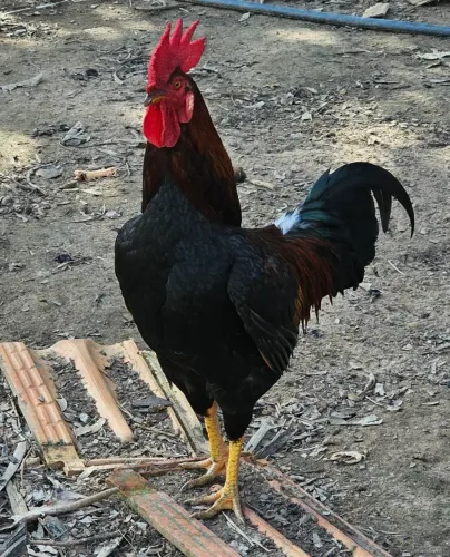 Vendo galo novo