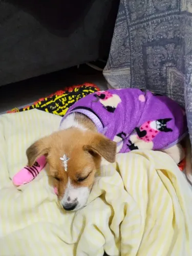 Adoção fêmea 2 meses filhote 