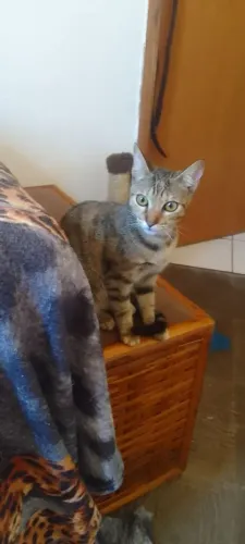 Doação de gato