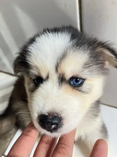 Husky siberiano filhotes