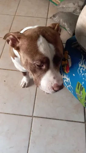 Doação de Pitbull