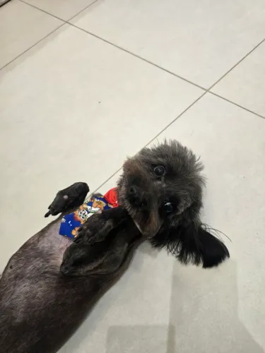 Doação Pet