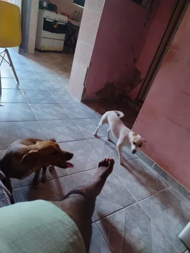 Doação de cachorros