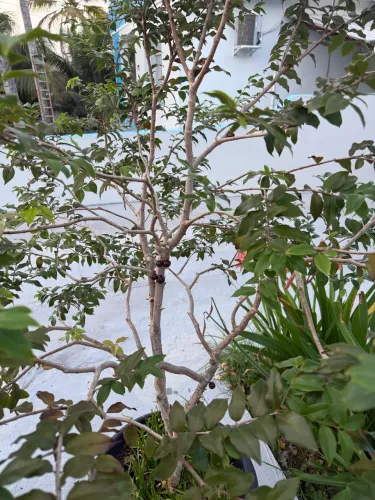 Jabuticabeira no jarro