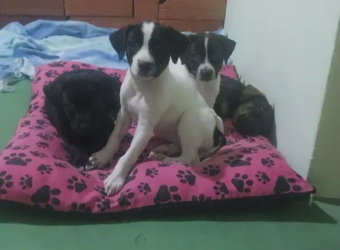 Filhotes de Cachorro para doação!