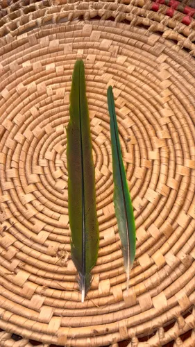 Penas de ave original arara / ararinha