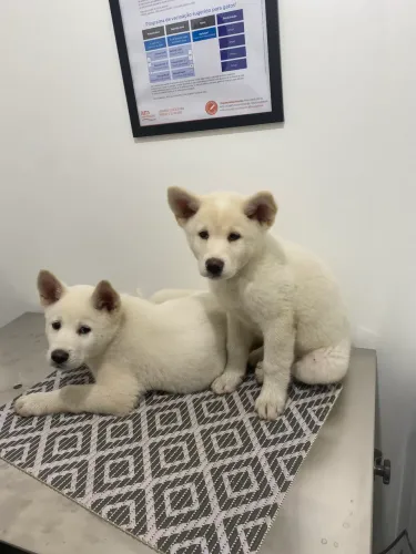 FILHOTE AKITA INU DISPONÍVEL 