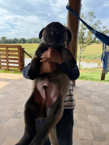 Vendo filhote de pastor malinois