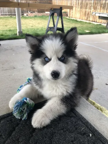 Filhotes de Husky Siberiano | Venha se encantar!