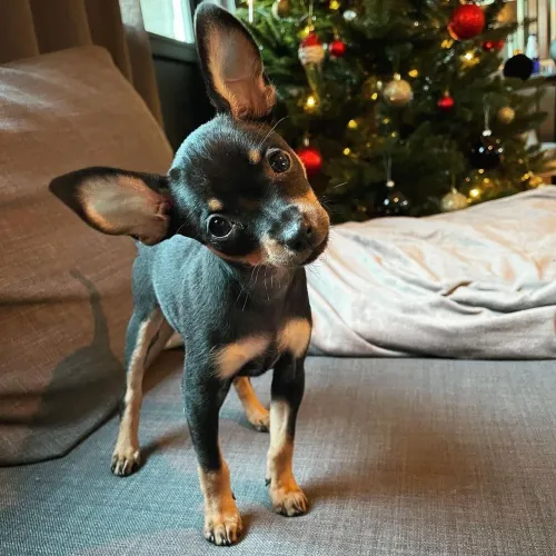 Encantadora filhote de Pinscher fêmea n1 para você