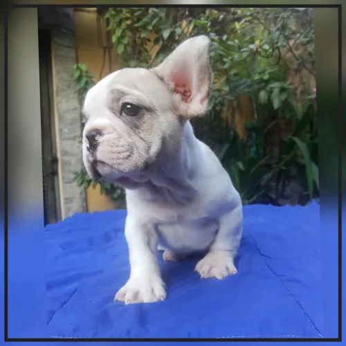 Bulldog Francês Macho LEIA O ANÚNCIO