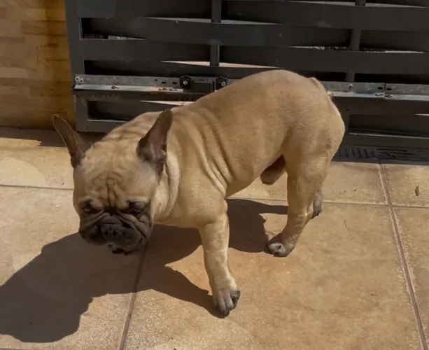 Bulldog francês macho