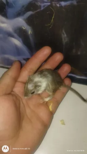 Gerbil
