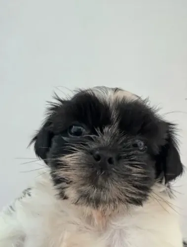 Filhote de Shih Tzu Fêmea 45 dias (Com Pedigree)