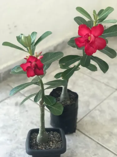 Mudas de Rosa do Deserto