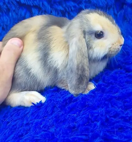 Mini coelho Lop Uruguai fêmea a alerquin