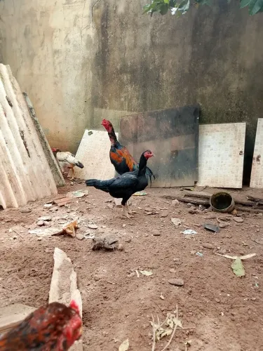 Galo de raça 