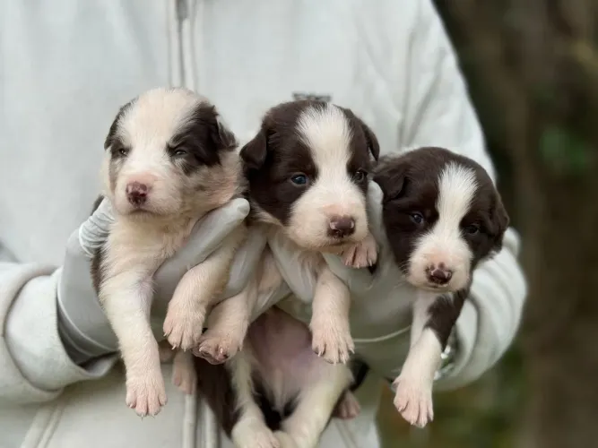 Border Collie | Esclareça todas as suas dúvidas antes de comprar