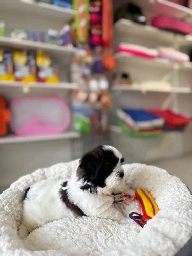 Shih Tzu macho 10x sem juros 