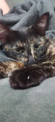 Doa-se filhote de gato fêmea