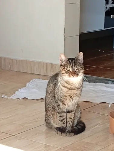 Gato