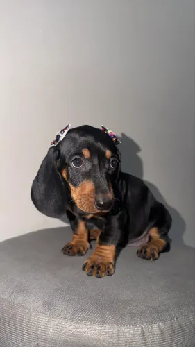 Filhotes Dachshund (Salsichinha) macho e fêmea