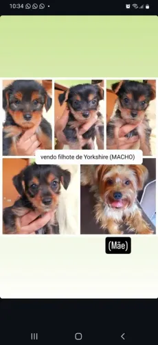 Vendo filhote de Yorkshire. (Macho)