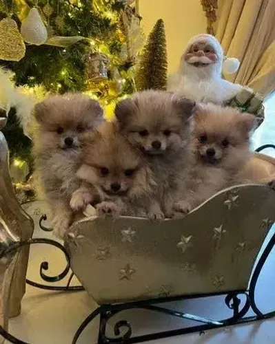 Lindos filhotes de lulu da pomerania.