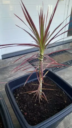 Plantas (Dracena tricolor)