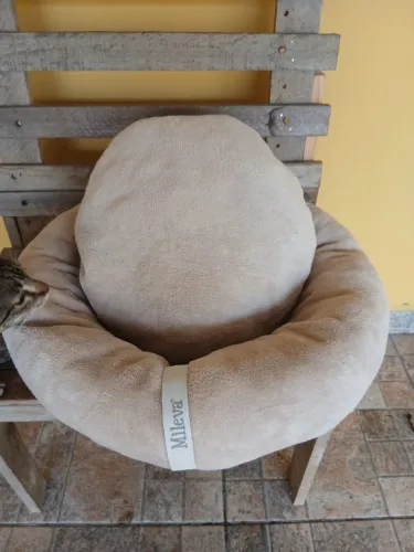 Cama de pet