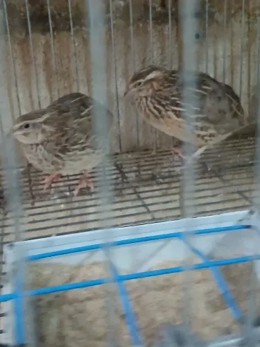 Vendo 4 Codornas Japonesas Fêmeas