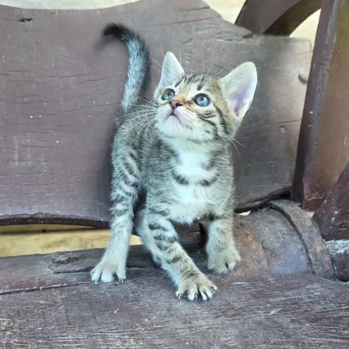 Filhote fêmea bengal com pedigree